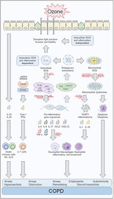 Oxidative Stress in Ozone-Induced Chronic Lung Inflammation and Emphysema: A Facet of Chronic Obstructive Pulmonary Disease